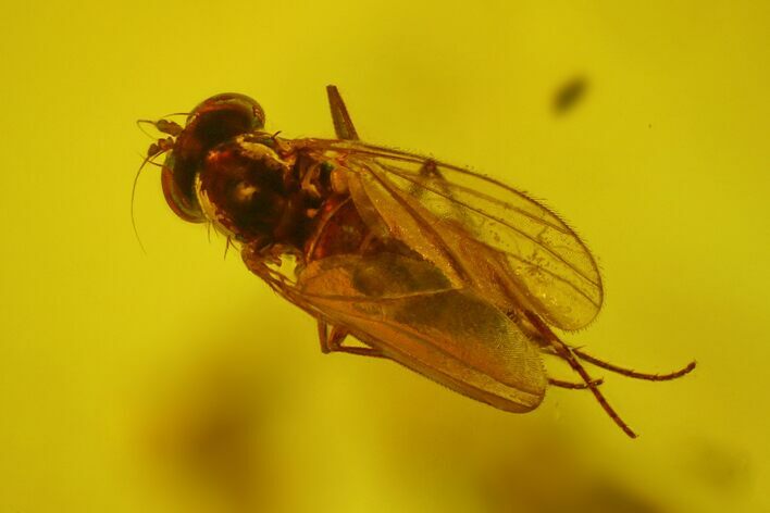 Detailed Fossil Fly (Dolichopodidae) In Baltic Amber #163508